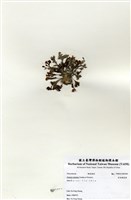 藏品(有柄褐扇藻)的圖片